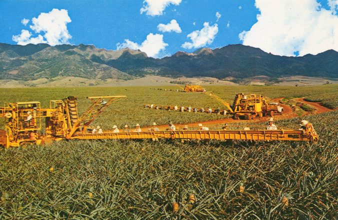 Vintage pineapple picking team, machines and fields