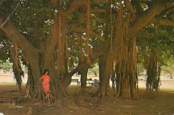 Banyan tree at Lahaina, Maui